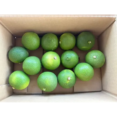 KABOSU - Citrus sphaerocarpa.png