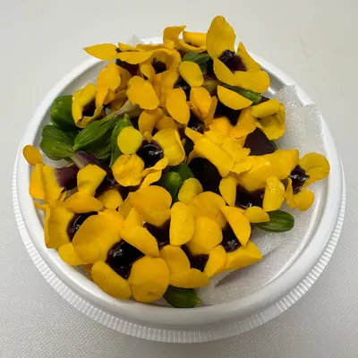 食用花（トレニア黄）Torenia (Yellow) FLOWER 30g