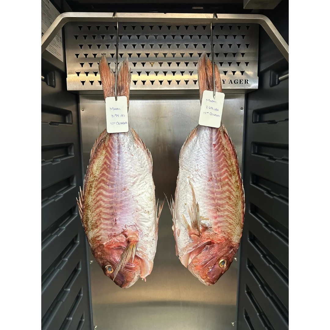 YŌSHOKU MADAI - FRESH FARMED SEABREAM - Pagrus major (2).png