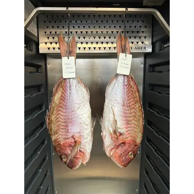 YŌSHOKU MADAI - FRESH FARMED SEABREAM - Pagrus major (2).png