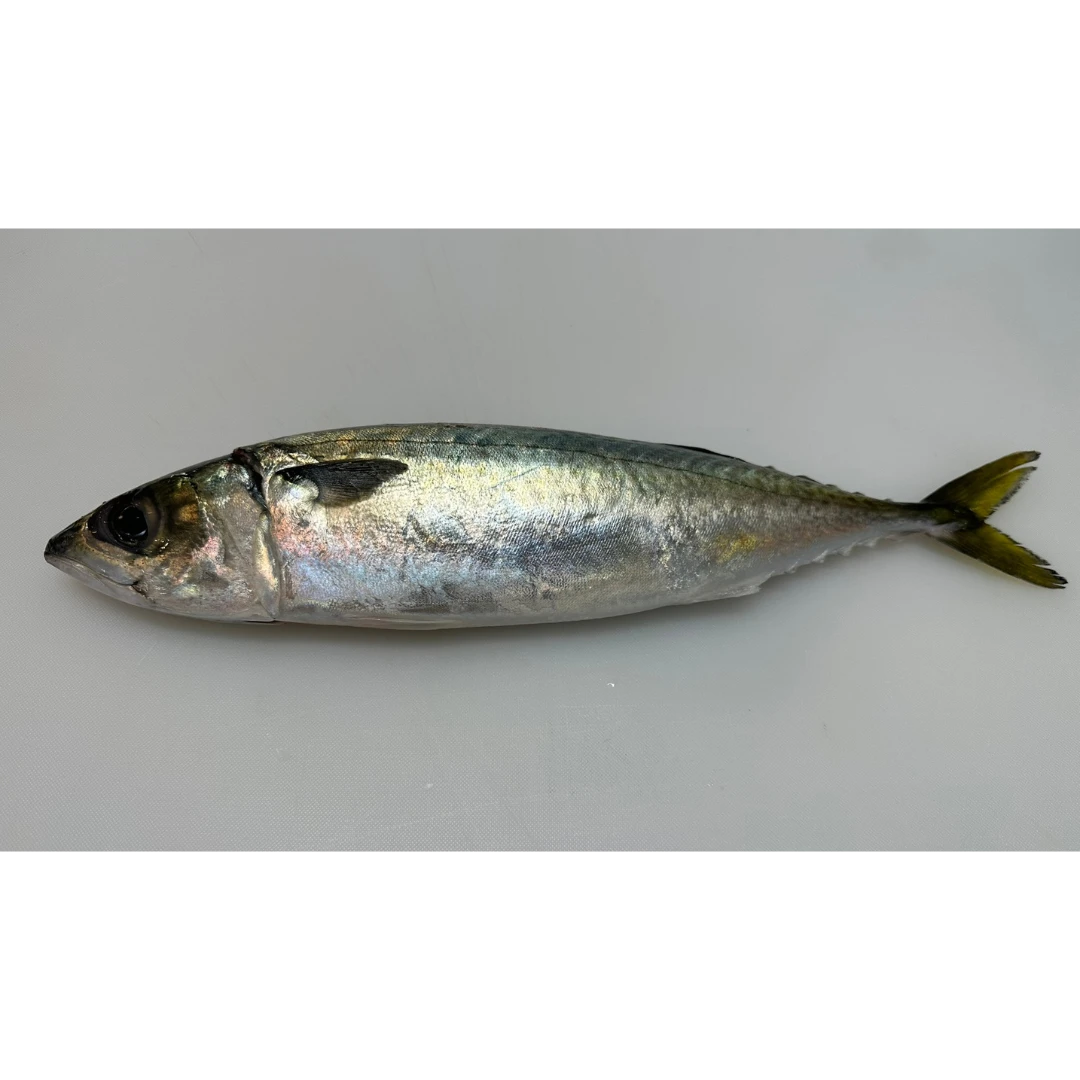 TENNEN AJI - FRESH WILD JACK MACKEREL - Trachurus Japonicus.png