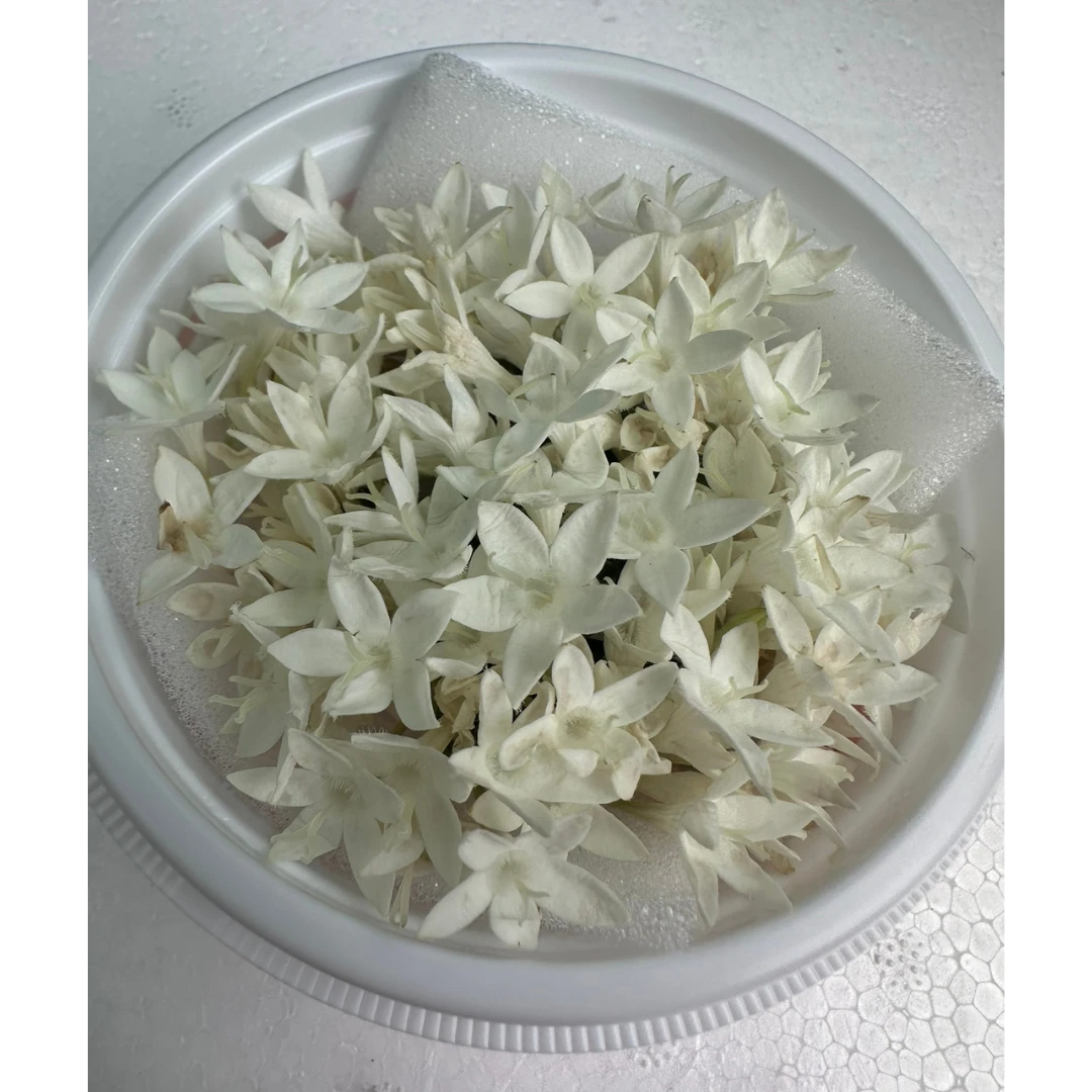 SHOKUYŌ HANA (PENTASU SHIRO) - PENTAS EDIBLE FLOWER (White) - Pentas lanceolata.png