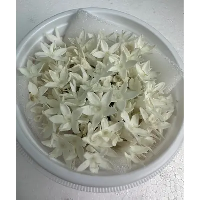 SHOKUYŌ HANA (PENTASU SHIRO) - PENTAS EDIBLE FLOWER (White) - Pentas lanceolata.png