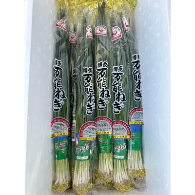 ねぎ Negi GREEN ONION