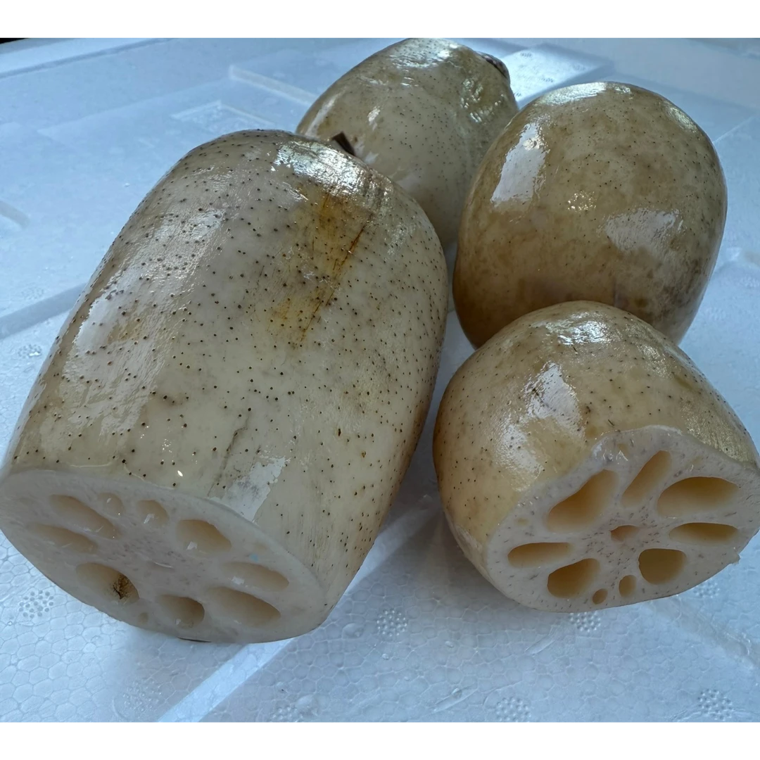 RENKON - JAPANESE LOTUS ROOT - Nelumbo nucifera (2).png