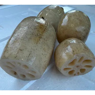 RENKON - JAPANESE LOTUS ROOT - Nelumbo nucifera (2).png