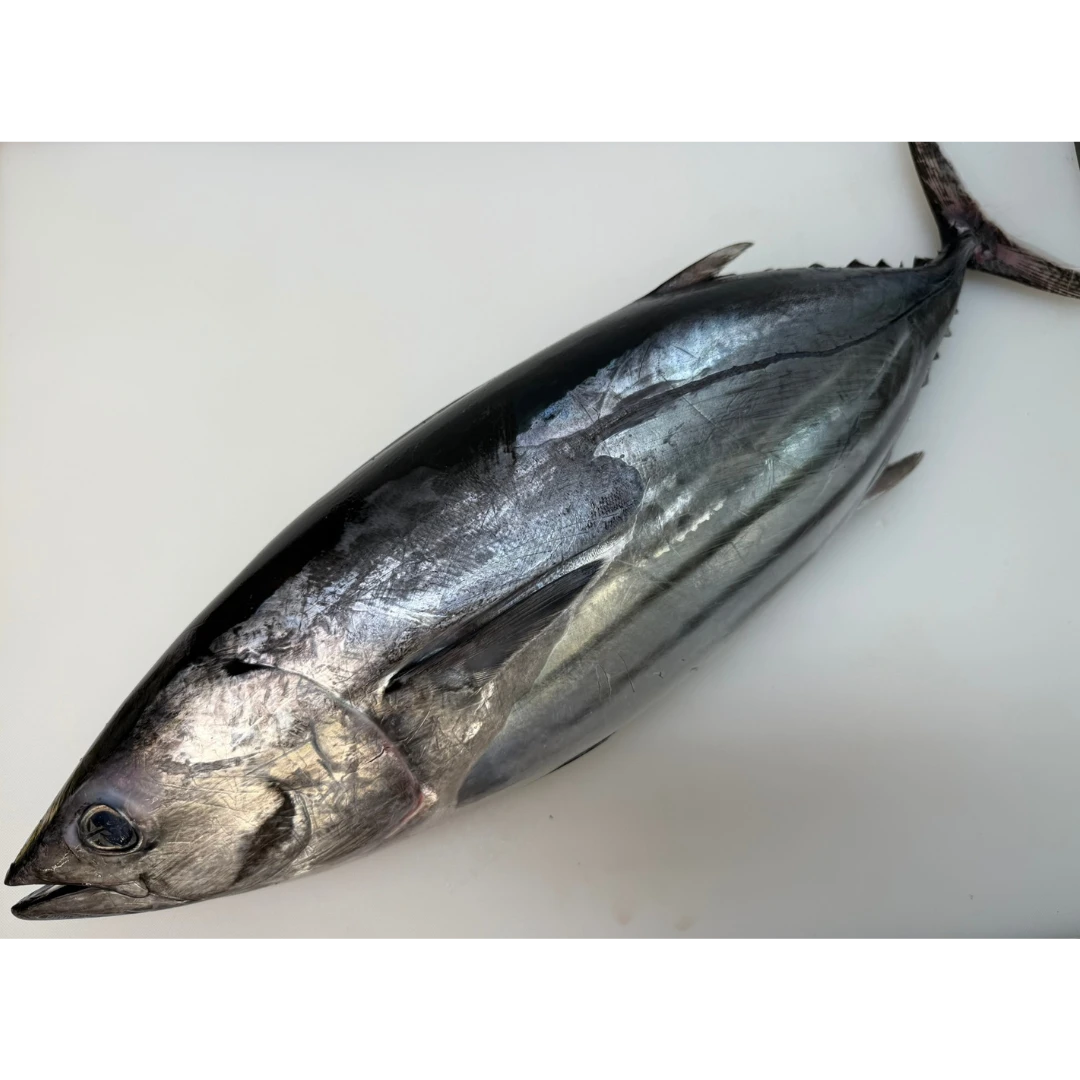 KATSUO - FRESH WILD BONITO - Sarda orientalis.png