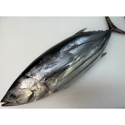 KATSUO - FRESH WILD BONITO - Sarda orientalis.png