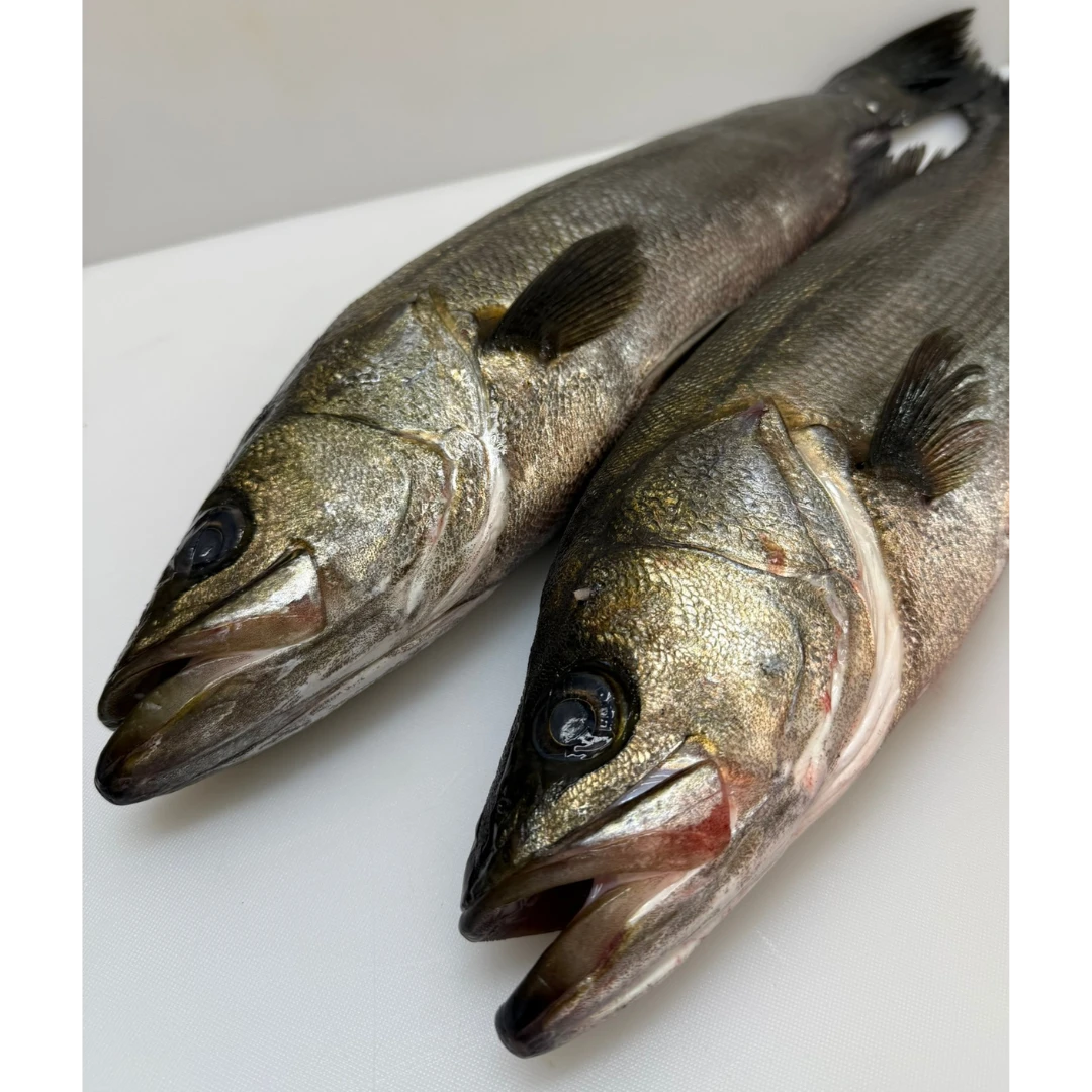 HIRA SUZUKI - FRESH WILD BLACKFIN SEABASS - Lateolabrax latus Katayama.png