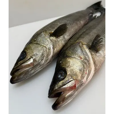 HIRA SUZUKI - FRESH WILD BLACKFIN SEABASS - Lateolabrax latus Katayama.png