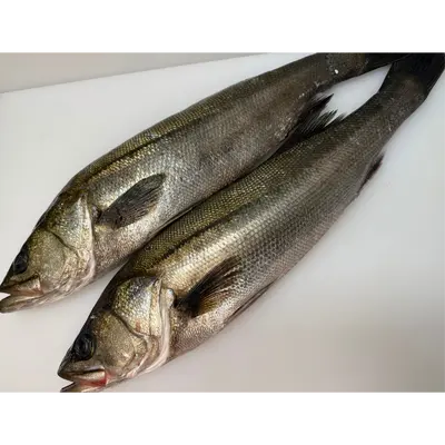 養殖  平スズキ Yoshoku Hira Suzuki WHOLE 4 LB