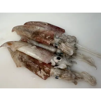 YARIIKA - FRESH WILD SPEAR SQUID - Heterololigo Bleeker.png