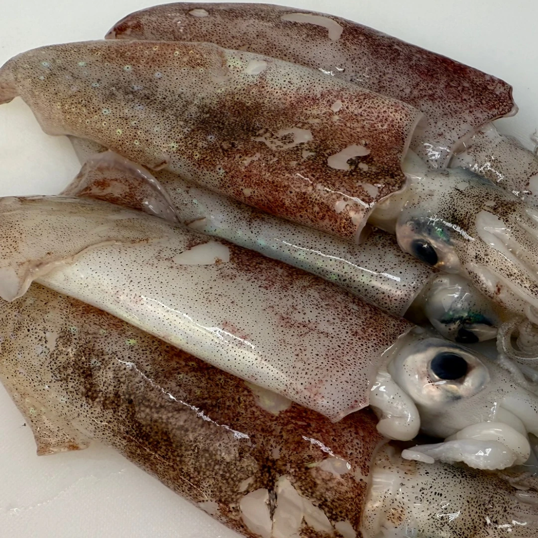 YARIIKA - FRESH WILD SPEAR SQUID - Heterololigo Bleeker (2).png