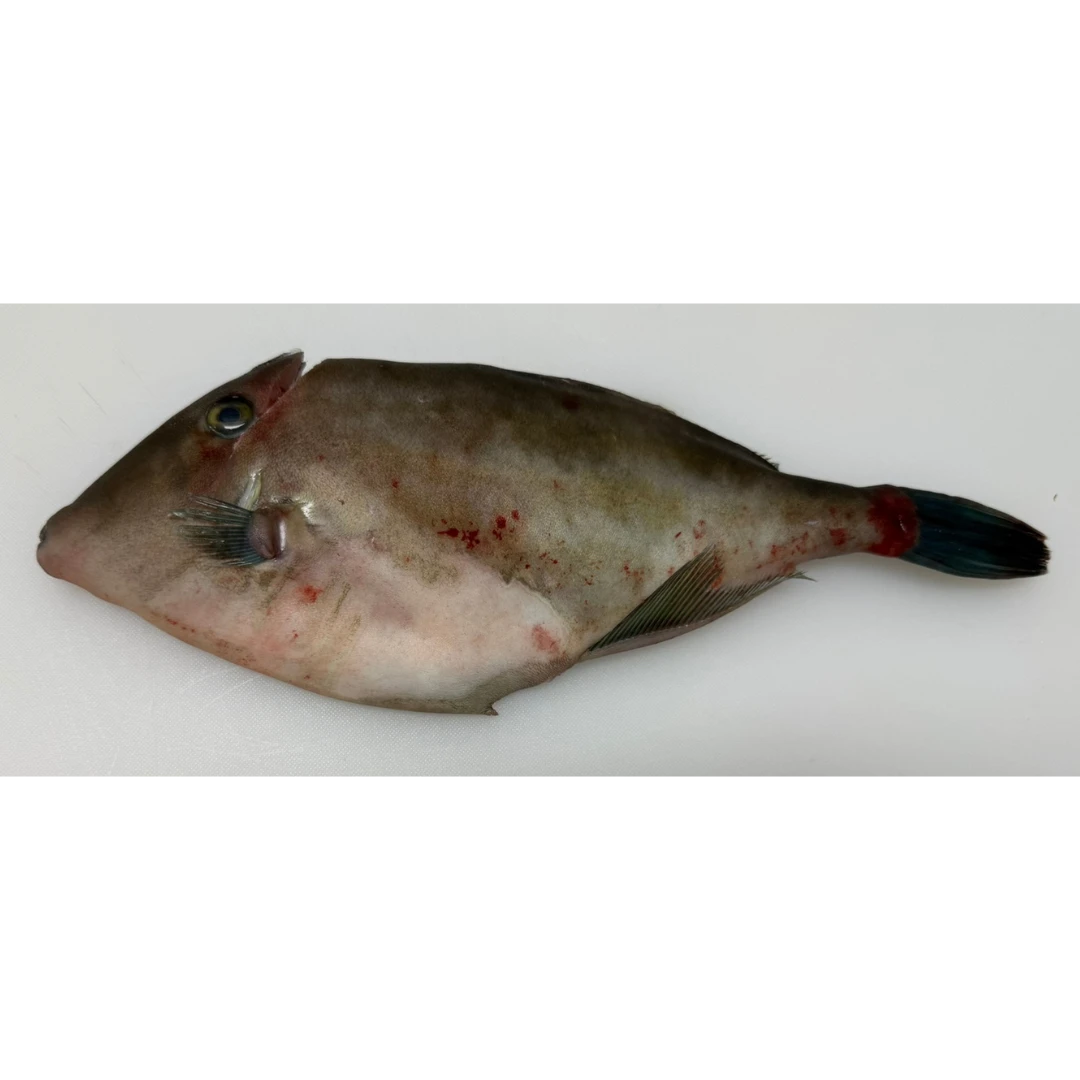 UMAZURAHAGI - FRESH WILD BLACK SCRAPER - Thamnaconus modestus.png
