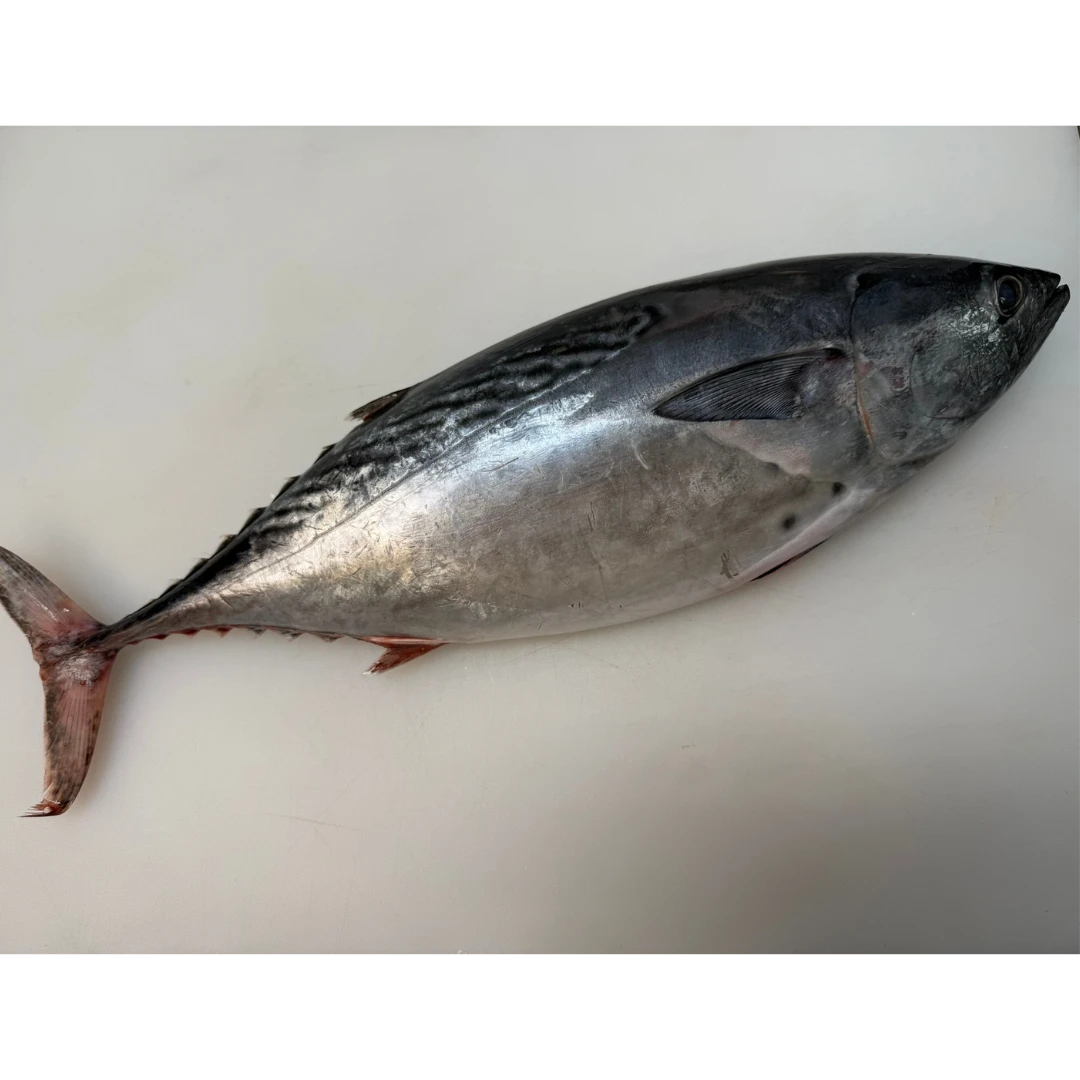 SUMA KATSUO - FRESH WILD STRIPED BONITO - Sarda orientalis.png