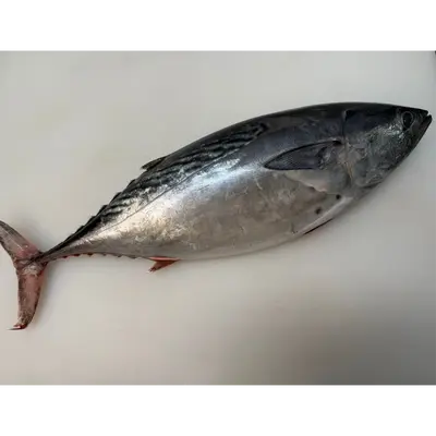 SUMA KATSUO - FRESH WILD STRIPED BONITO - Sarda orientalis.png