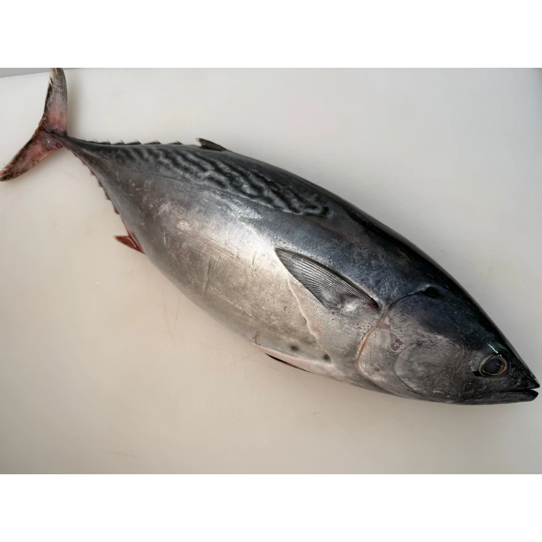 SUMA KATSUO - FRESH WILD STRIPED BONITO - Sarda orientalis (2).png