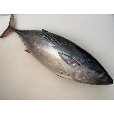 SUMA KATSUO - FRESH WILD STRIPED BONITO - Sarda orientalis (2).png