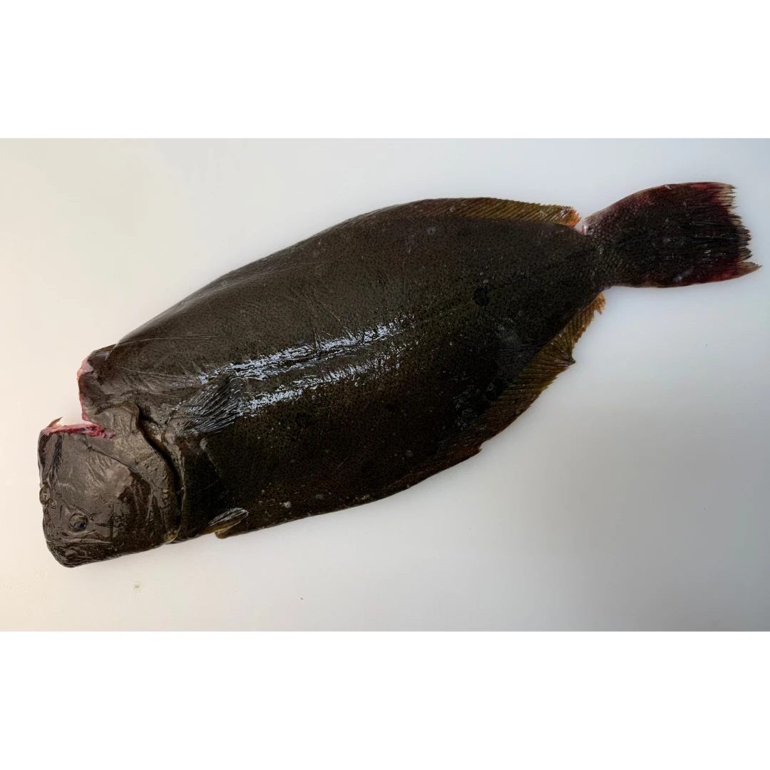 HIRAME YŌSHOKU - FRESH FARMED FLOUNDER - Paralichthys Olivaceus.png