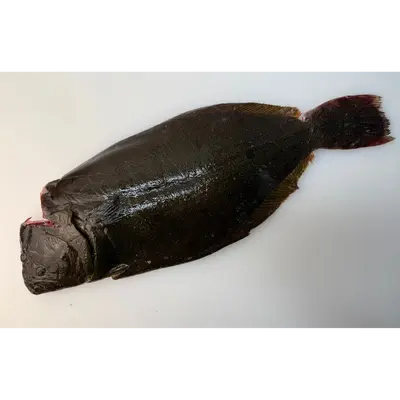 HIRAME YŌSHOKU - FRESH FARMED FLOUNDER - Paralichthys Olivaceus.png