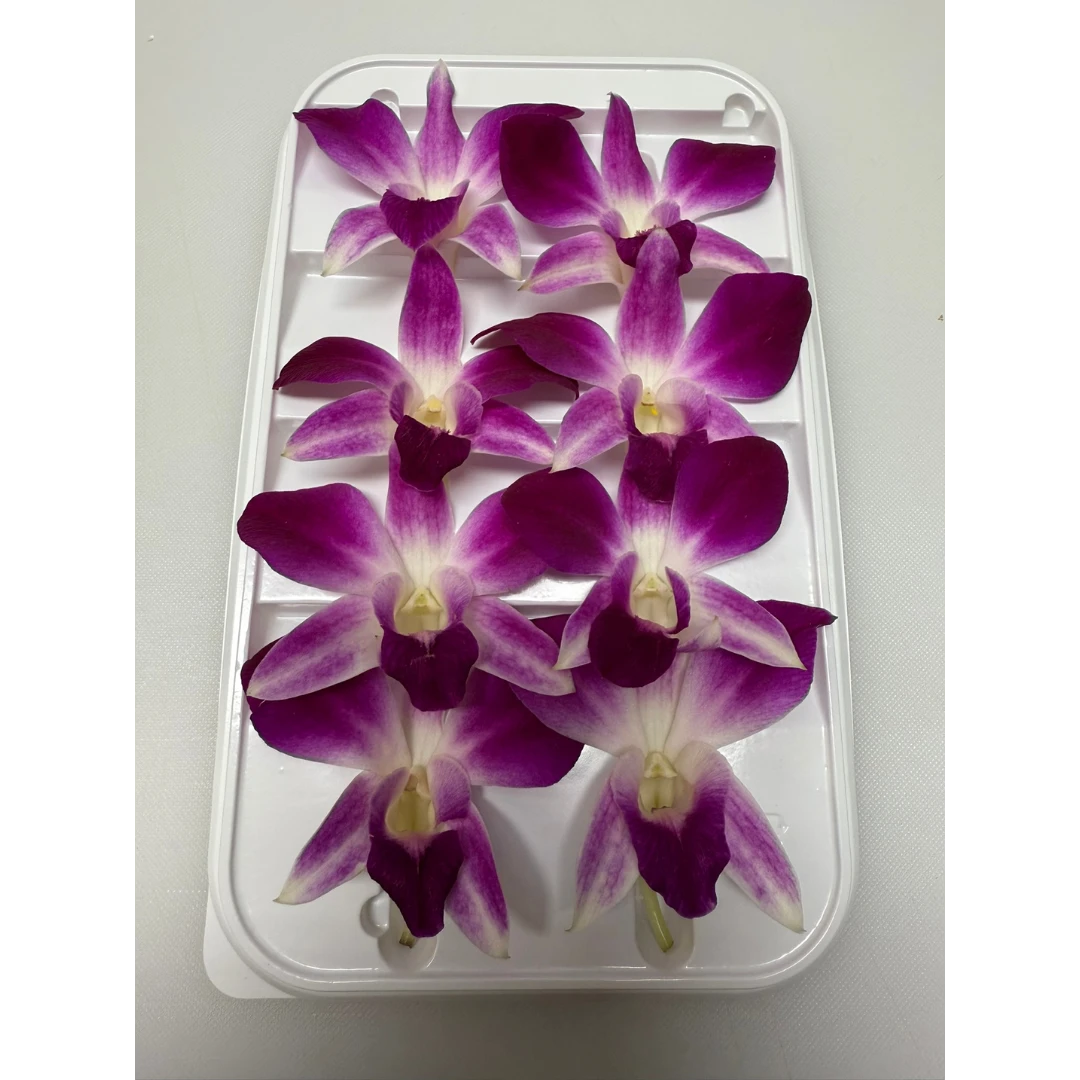 RAN HANA - COOKTOWN ORCHID FLOWER - Dendrobium phalaenopsis.png