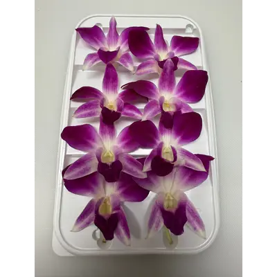 RAN HANA - COOKTOWN ORCHID FLOWER - Dendrobium phalaenopsis.png