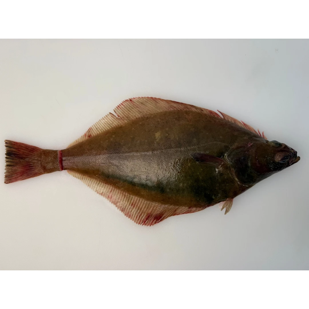 KUCHIZOKO - LEMON SOLE - Parophrys vetulus.png