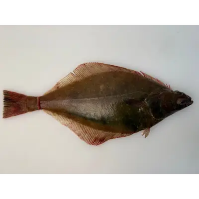 口底  Kuchizoko WHOLE 1.2 LB