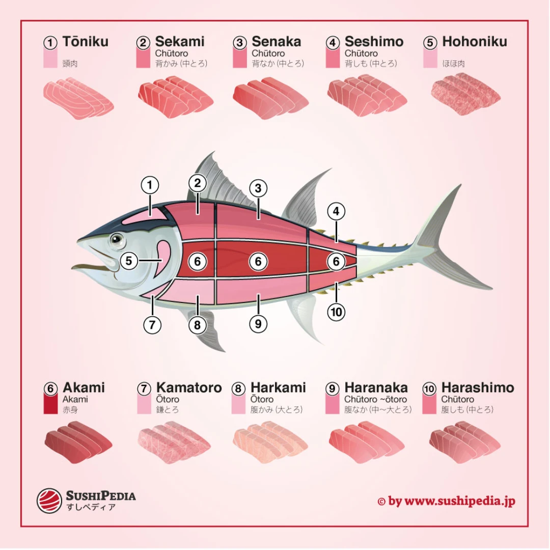 HONMAGURO Japanese Tuna Guide.png