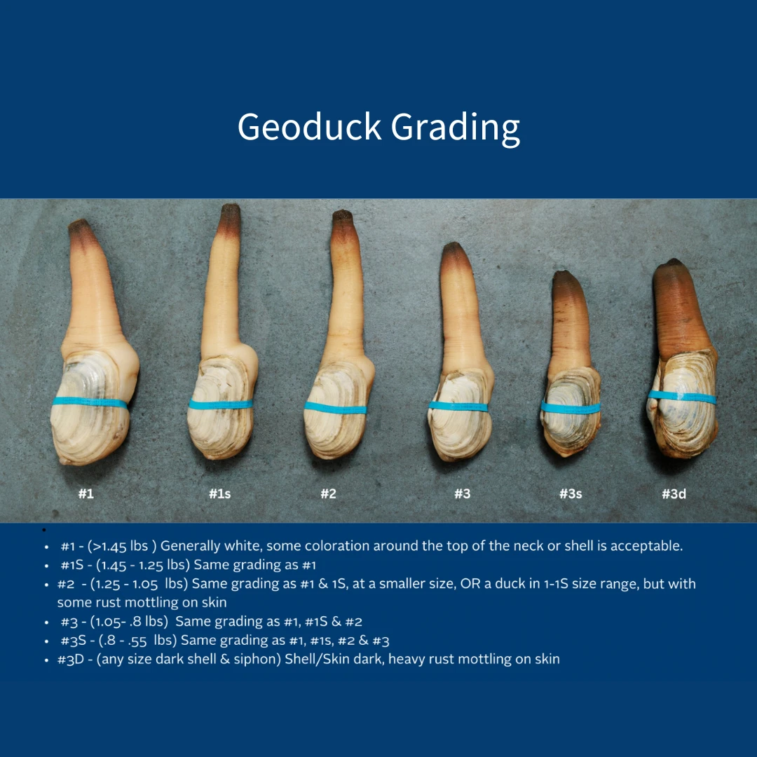 MIRUGAI - LIVE WILD LOCAL GEODUCK - Panopea generosa.png
