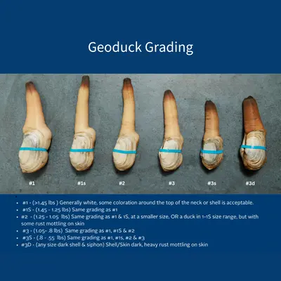 MIRUGAI - LIVE WILD LOCAL GEODUCK - Panopea generosa.png