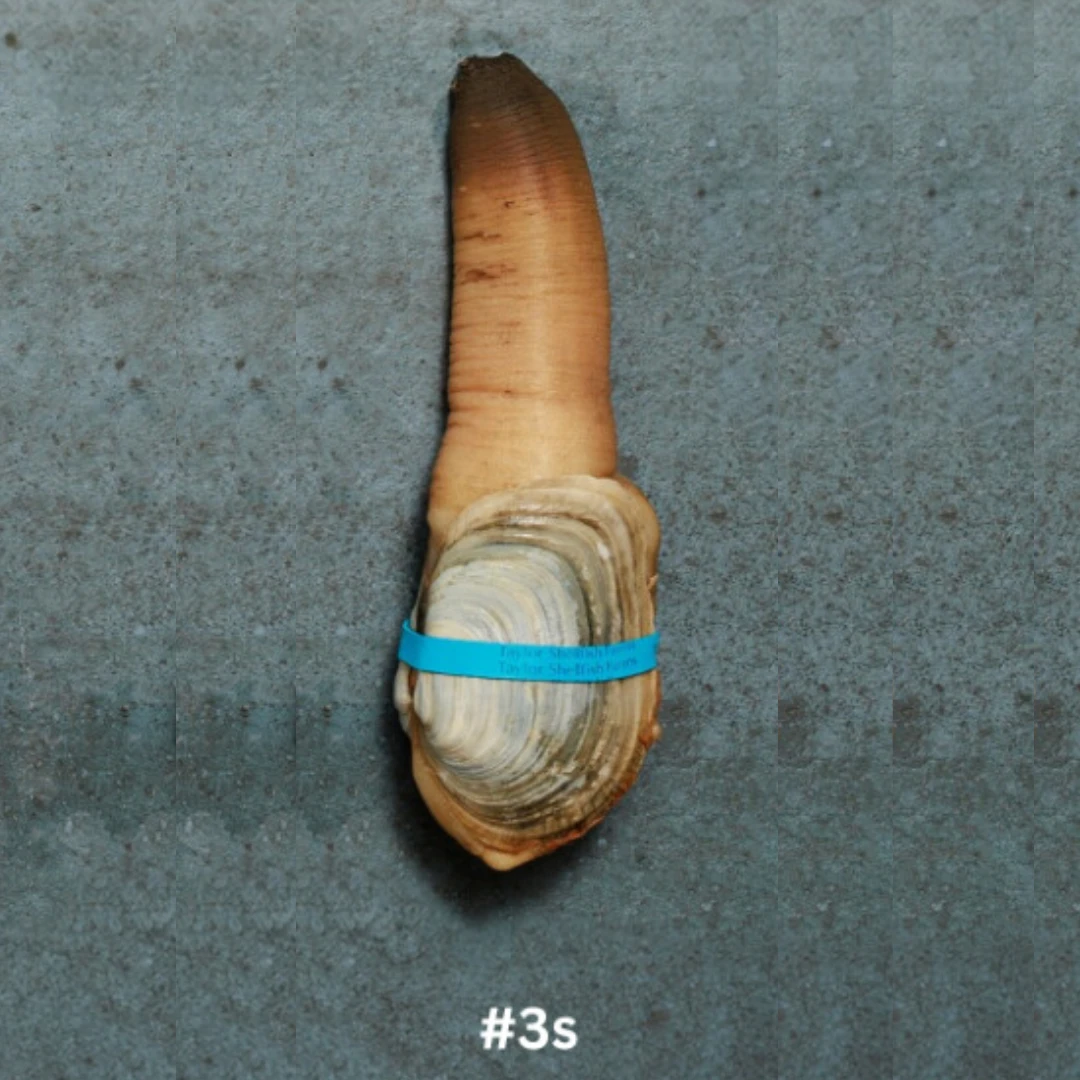 3S Live Local Mirugai in SHELL 0.55 - 0.8 lb.png