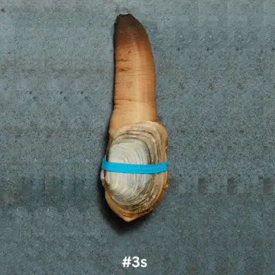 3S Live Local Mirugai in SHELL 0.55 - 0.8 lb.png