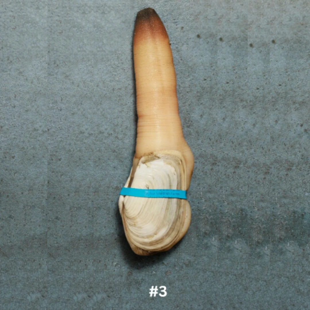 3 Live Local Mirugai in SHELL 0.8 - 1.05 lb.png