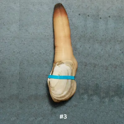 3 Live Local Mirugai in SHELL 0.8 - 1.05 lb.png