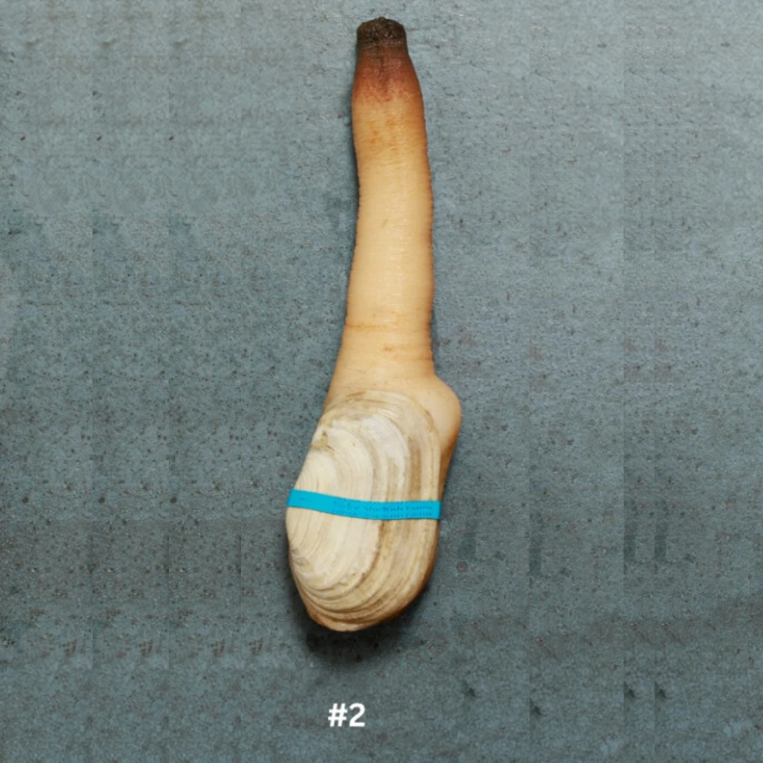 2 Live Local Mirugai in SHELL 1-1.25 lb.png