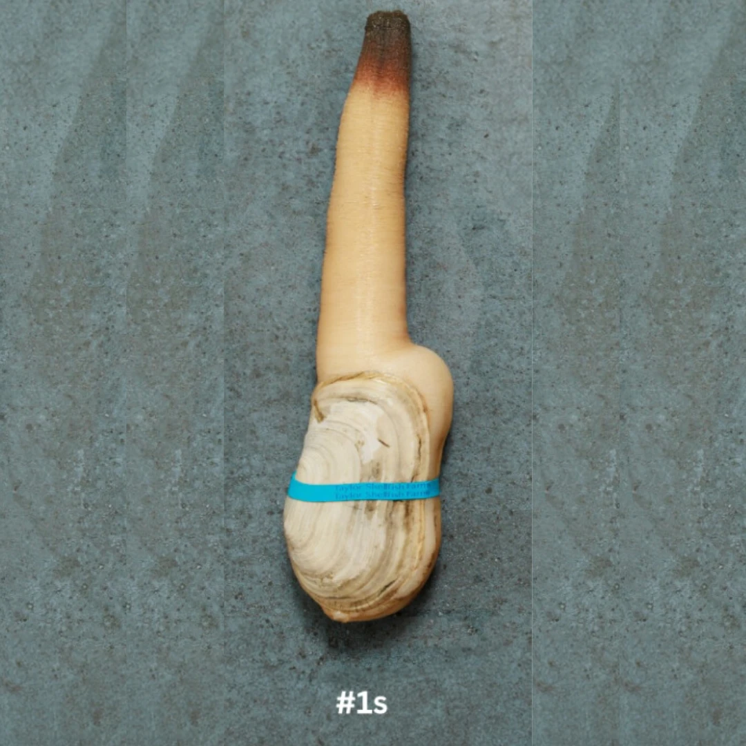 1S Live Local Mirugai in SHELL 1.25-1.45 lb.png