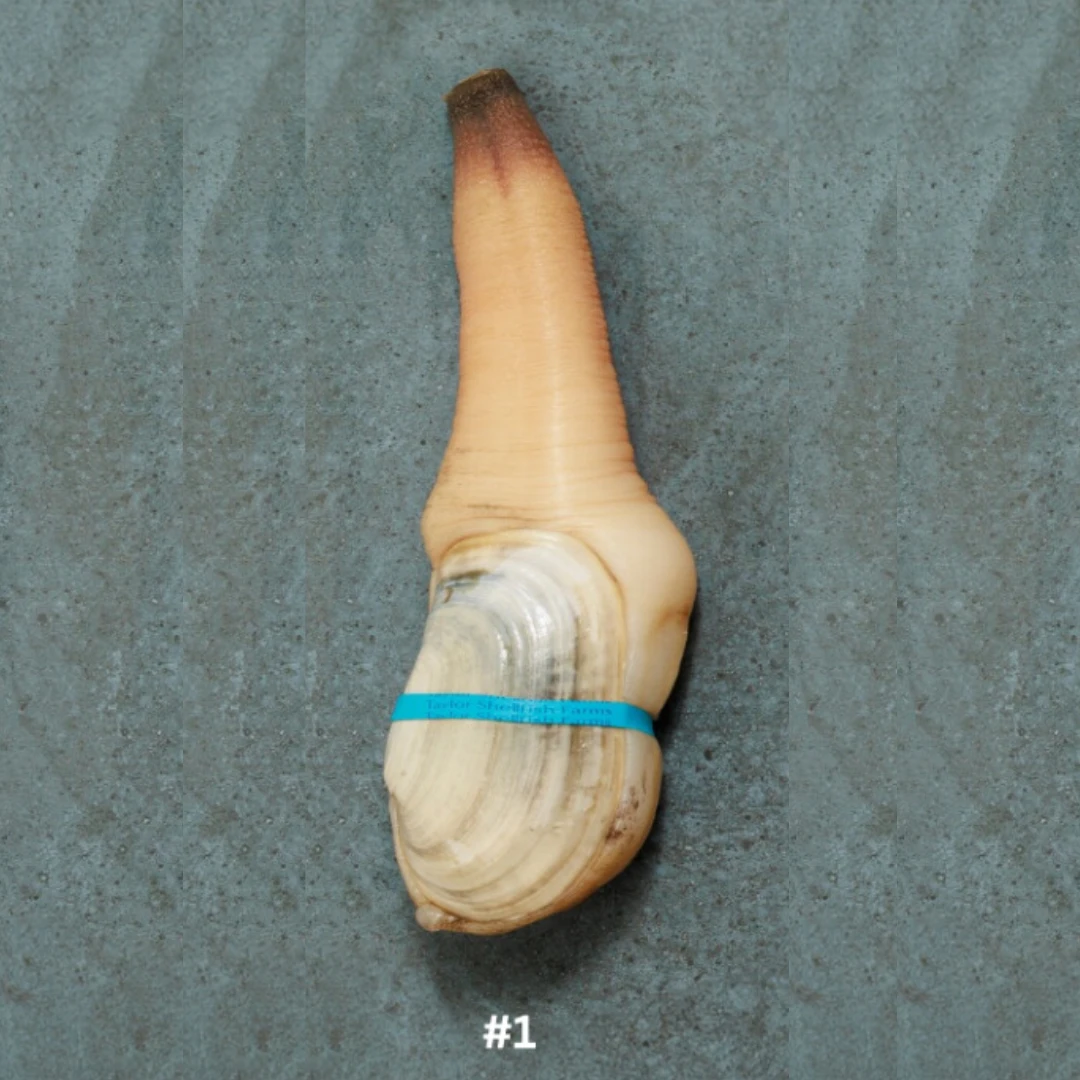 1 Live Local Mirugai in SHELL 1.45 lb+.png