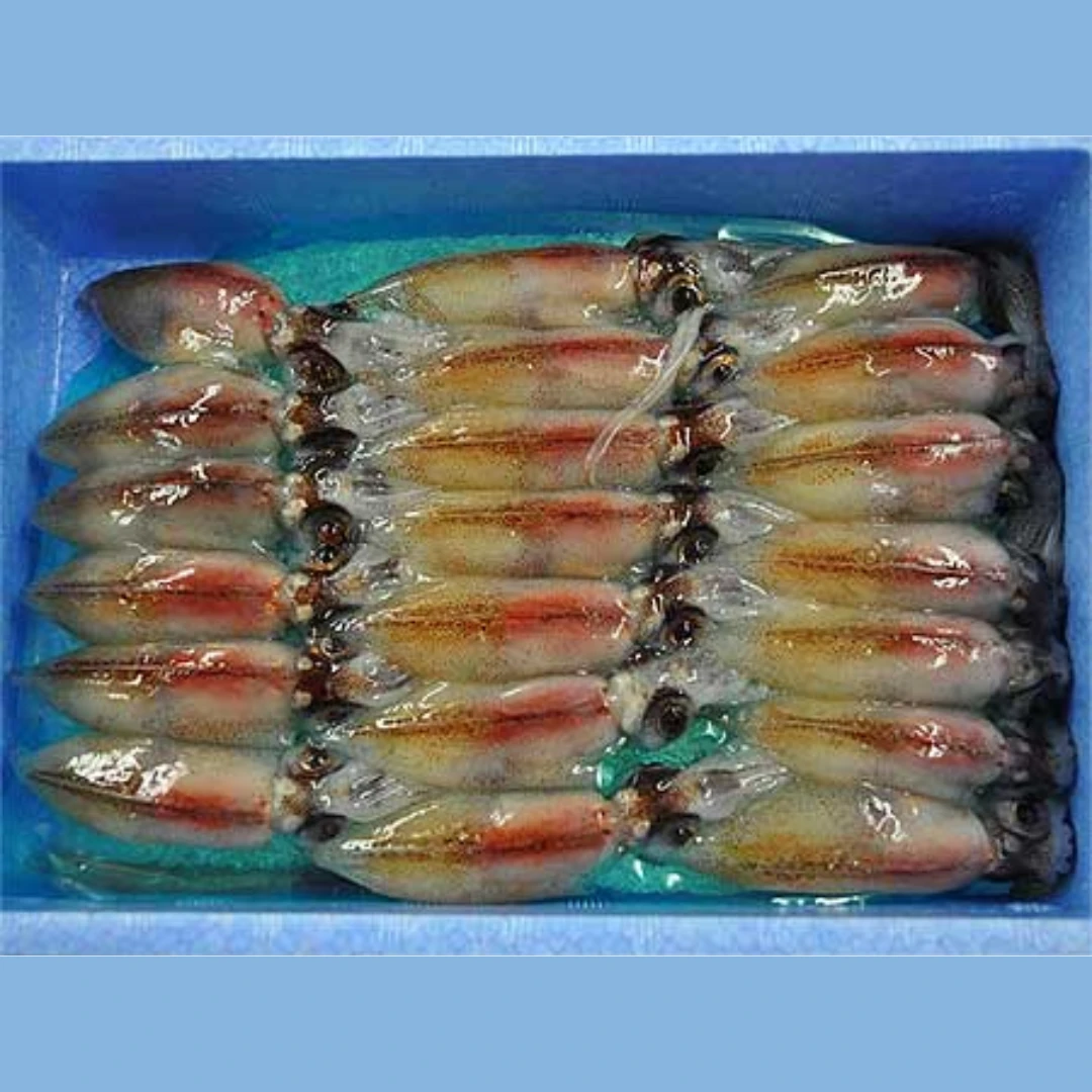 HOTARUIKA - FROZEN FIREFLY SQUID - Watasenia scintillans.png
