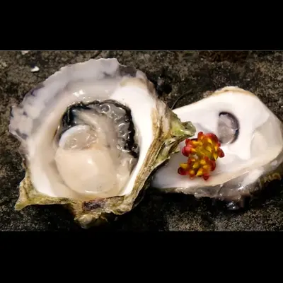 Sawmill Bay Oysters XS 5dz