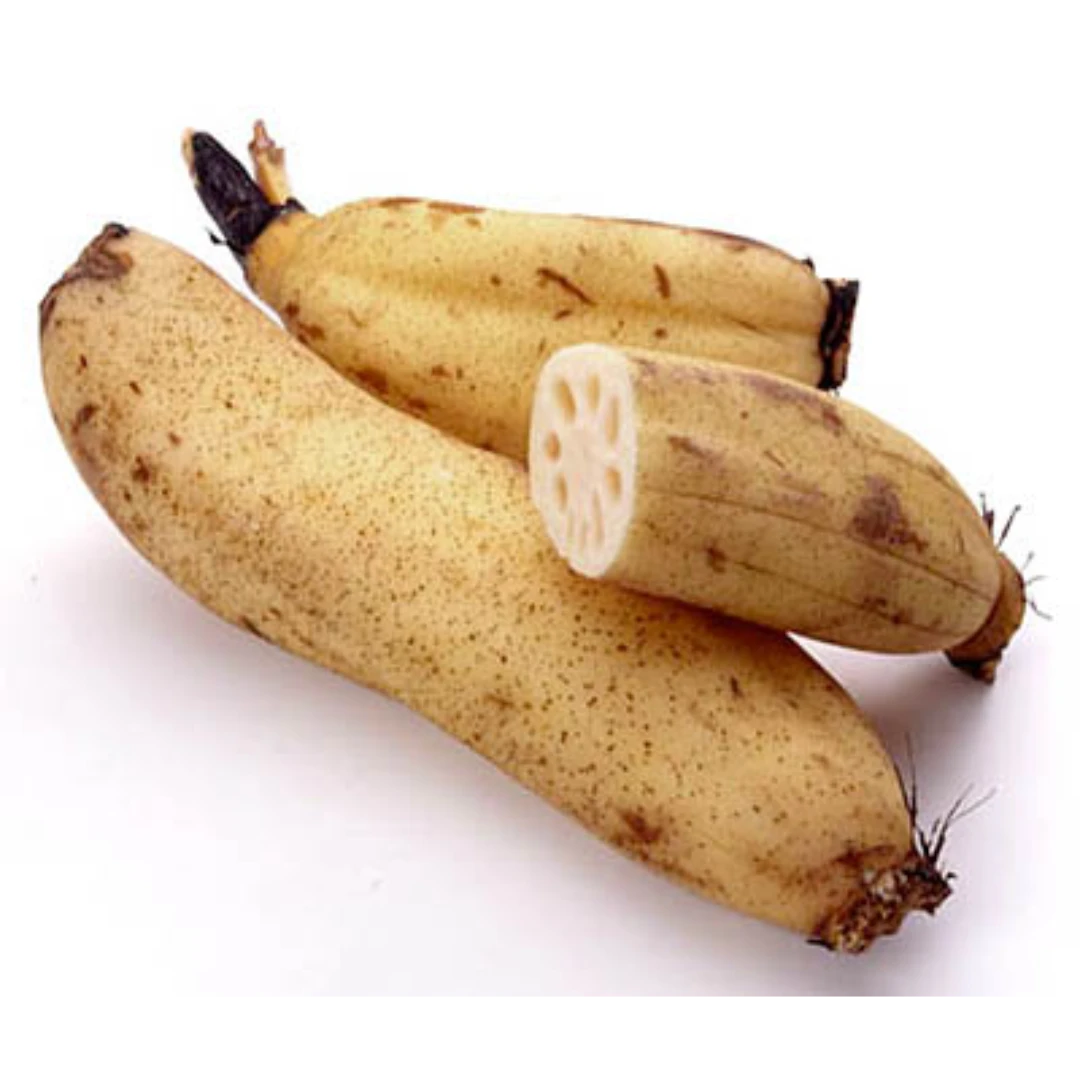 RENKON - JAPANESE LOTUS ROOT - Nelumbo nucifera.png