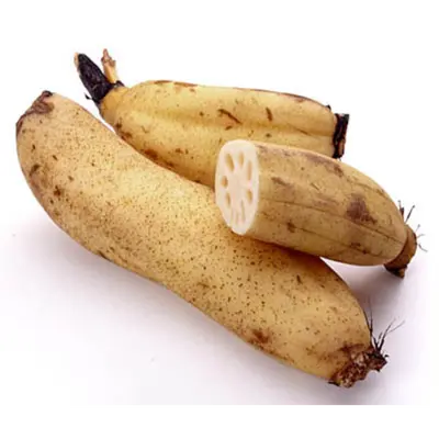 RENKON - JAPANESE LOTUS ROOT - Nelumbo nucifera.png