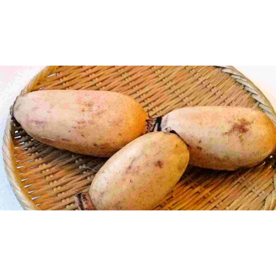 RENKON - JAPANESE LOTUS ROOT - Nelumbo nucifera (1).png