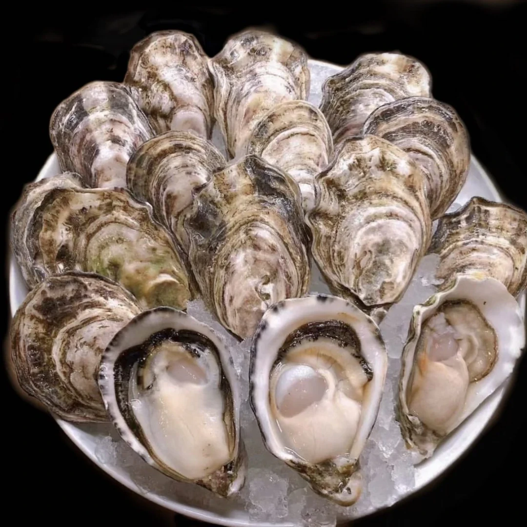 Sun Seeker Oysters.png