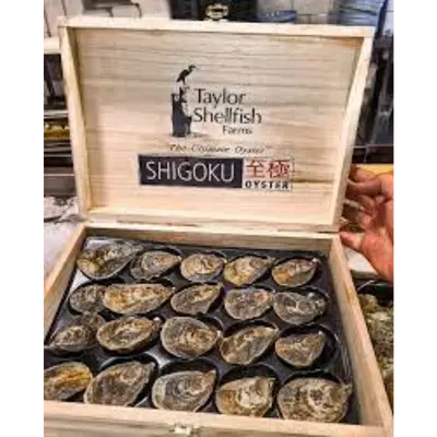 Shigoku Oysters XS 10dz