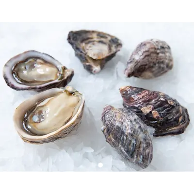 Kusshi Oysters Petite 5dz
