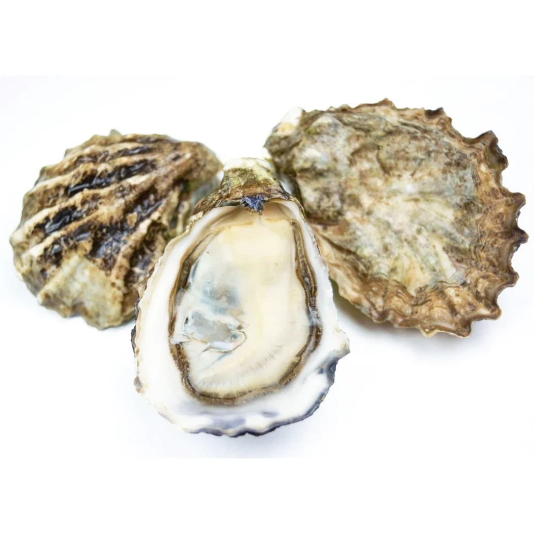Kumamoto Oysters.png