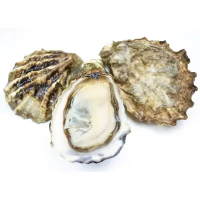 Kumamoto Oysters Petite 10dz