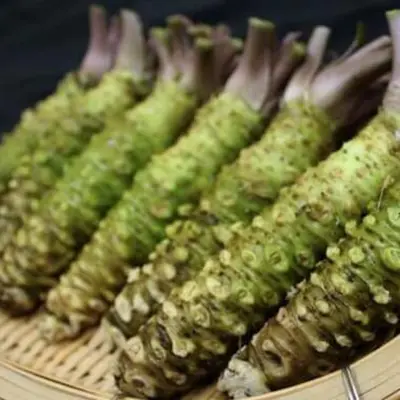 WASABI MAZUMA - Eutrema japonicum.png