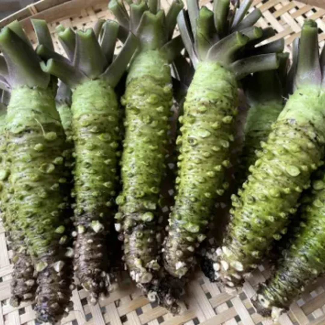 WASABI MAZUMA - Eutrema japonicum (2).png